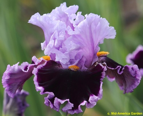 Iris headline news t - iris, news'
