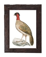 Illustrazione uccellino