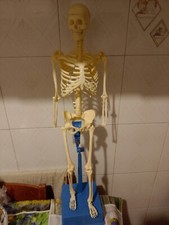 Modellino Scheletro Umano