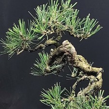 Japanese Black Pine Kifu