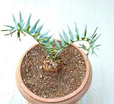 Encephalartos horridus -  - NO latifrons hirustus heenanii