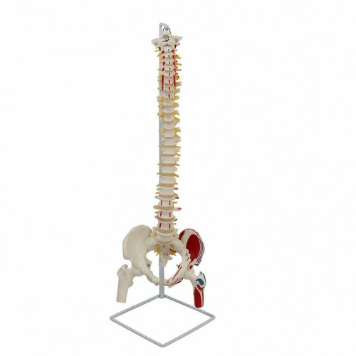 Modello colonna vertebrale - modello, di