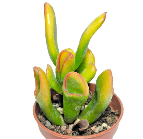 Crassula hobbit variegata vaso - hobbit,