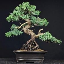 Bonsai kyshu wacholder - kyshu,