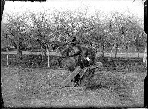 Uomo cavalier cavallo salto - cavalier,