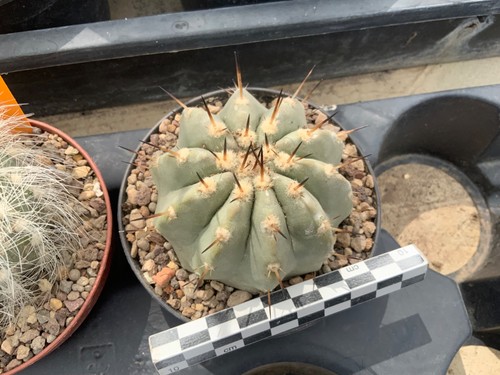 151 copiapoa cinerea - cinerea, fa