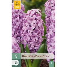 Bulbi di Giacinto Viola Purple Voice - Olandesi a fioritura garantita (5pz)