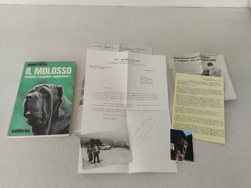 Molosso italiano mastino - molosso, (mastino