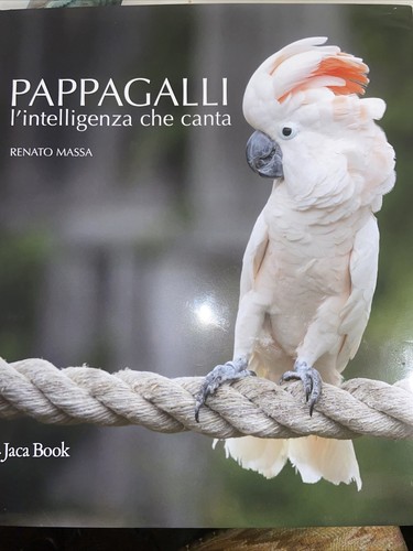 Pappagalli intelligenza - pappagalli,, l’intelligenza