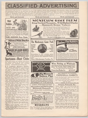 Wild rabbits montcalm - rabbits, game