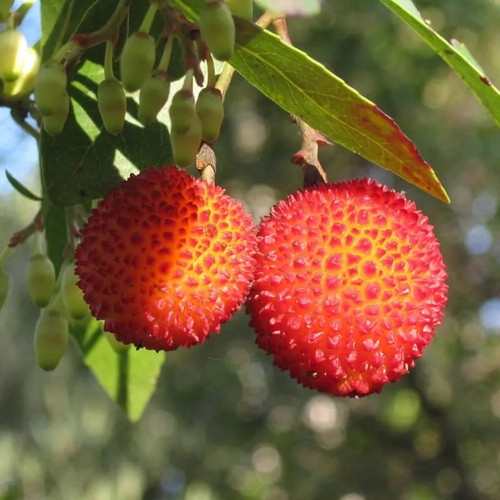 Pianta frutto corbezzolo - da,