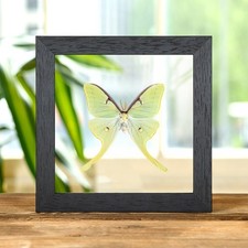 The Luna Moth in Clear Glass