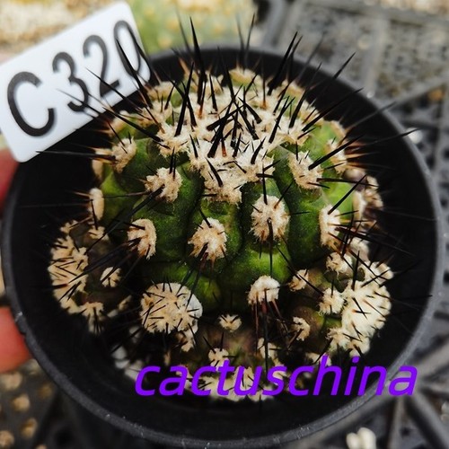 C320 copiapoa cinerea - c320--,