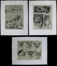 CARACAL 3 Planches Originales par Mathurin MEHEUT "Etudes d'Animaux" 1911