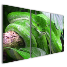 Modern Paintings Animals Snake