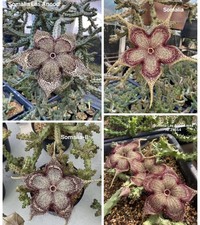 8 Seeds Edithcolea Grandis