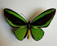 Mariposa ornithoptera priamus - mariposa:,