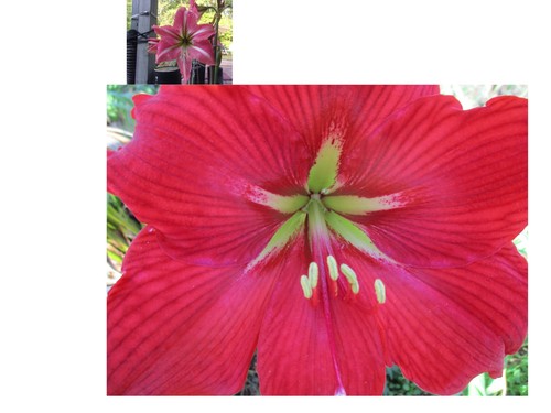 Semi amaryllis river - 15,