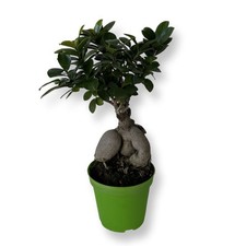Bonsai Ginseng Ficus Microcarpa in vaso colorato ⌀12