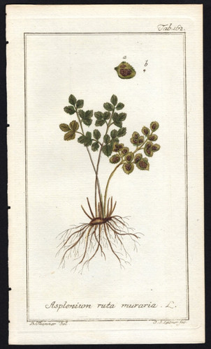 1800 johannes zorn icones - johannes,