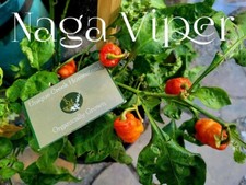 NAGA VIPER 25 Pepper Seeds