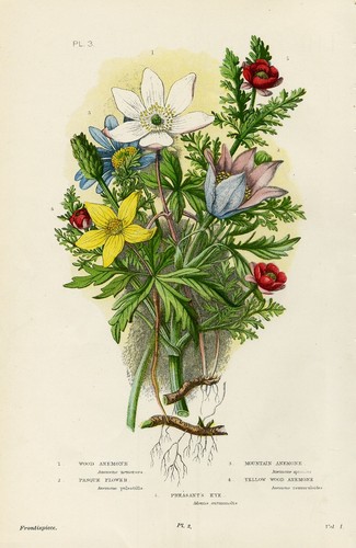 Stampa botanica antica - stampa,