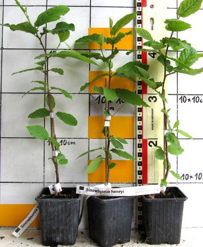 Sinowilsonia henryi raro - sinowilsonia, henryi,