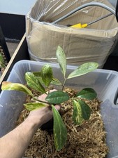 Scioglimento collezione, Zamioculcas Wild Form /long Leaf Variegata tricolore rarità