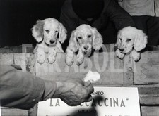 Foto vintage Animali, cuccioli di cane a Milano, stampa 24 x 18 cm