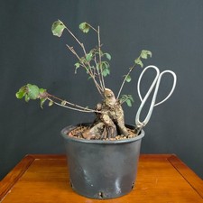 PRE BONSAI  DI OLMO CAMPESTRE