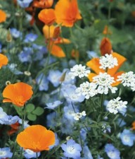 6500+ (10 g) semi estivi fiori