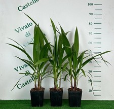 Palma californiana