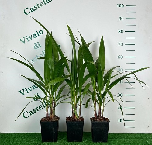Palma californiana