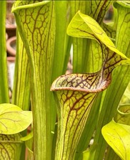 Sarracenia oreophila Loc