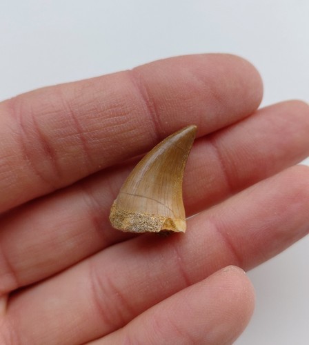 Dente mosasauro fossile - -,