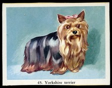 YORKSHIRE TERRIER Yorkie Toy