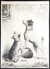 Jack Russel Terrier Cane