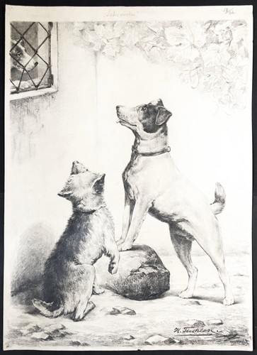 Jack russel terrier cane - russel,
