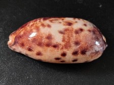 Conchiglia Shell Cypraea CHELYCYPRAEA TESTUDINARIA major   mm 126  Filippine