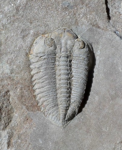 Trilobite ordovicien maroc - ordovicien,