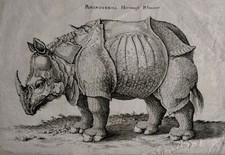 Jolie Gravure Rhinocéros