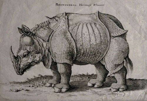 Jolie gravure rhinocéros - jolie,