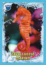 AMICI CUCCIOLOTTI