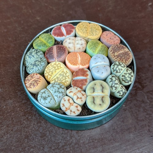 Miscela piante lithops - miscela,