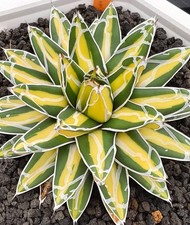 Agave Himesanoyuki Mediopicta