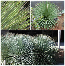 10 semi di Dasylirion quadrangulatum, piante succulente, piante grasse,seed