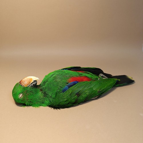 Taxidermy cabinet de - taxidermy,,