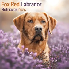 Calendario Fox Red Labrador