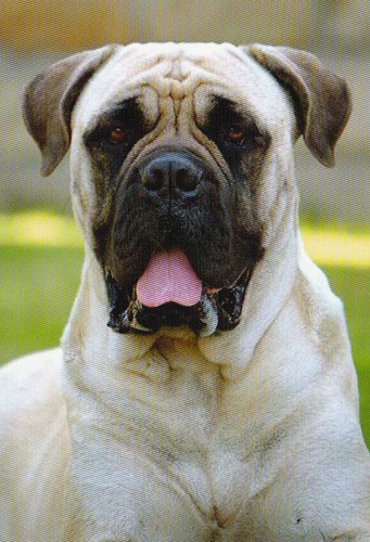 Cartolina bullmastiff cane - bullmastiff, *