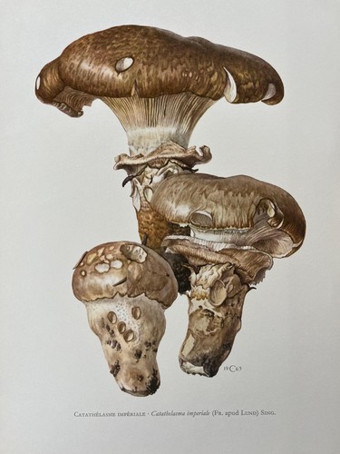 Stampa vintage funghi - vintage,